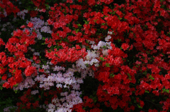 　　　花見頃