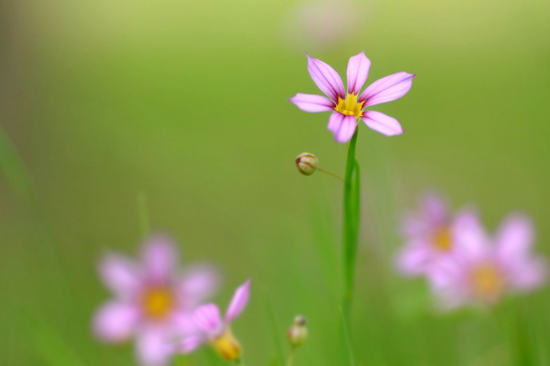 　　　野の花可憐