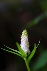 　　　野辺の花　4