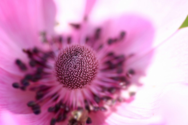 　　　華芯