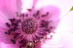 　　　華芯
