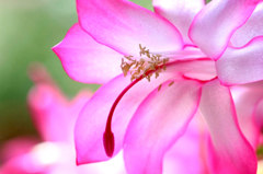 　　　煌めく花びら