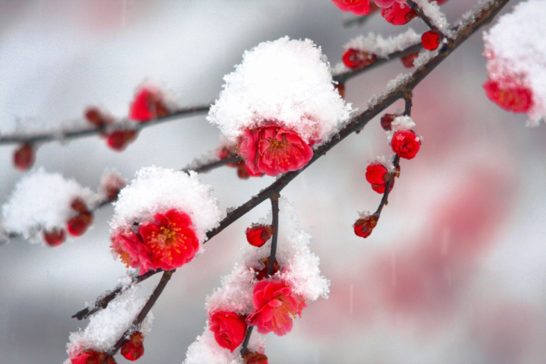 　　春の淡雪　12 