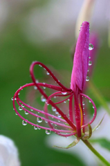 　　　花飾り