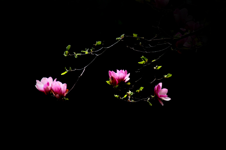 　　花あかり