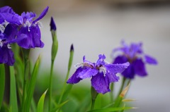 　　　花想い　1