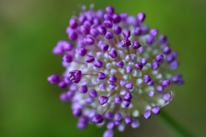 　　　ひとつはじける