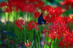 　花に憩う