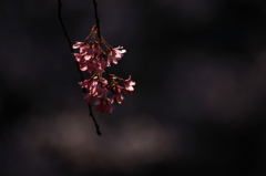 　　　花あかり