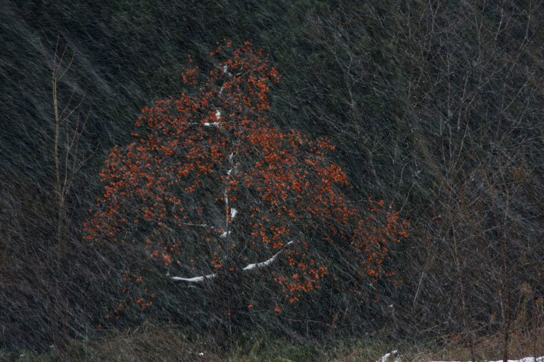 　　　雪柿　　3