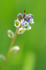 　　　野辺の花　3