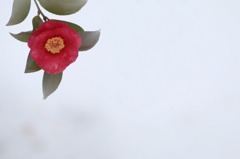 山茶花一輪