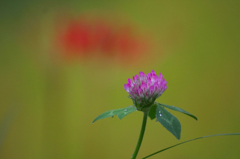 　　花に思いを寄せて　4