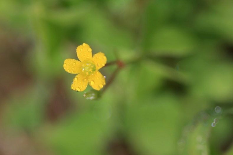 　　　野に咲いて　　3