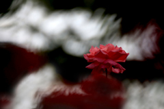 秋薔薇　(2 