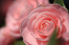 　　　華花　12
