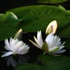 睡蓮　11