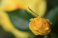　　　薔薇の回廊　　2