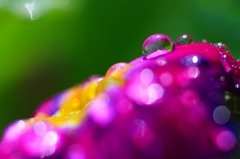 　　花雫　6 