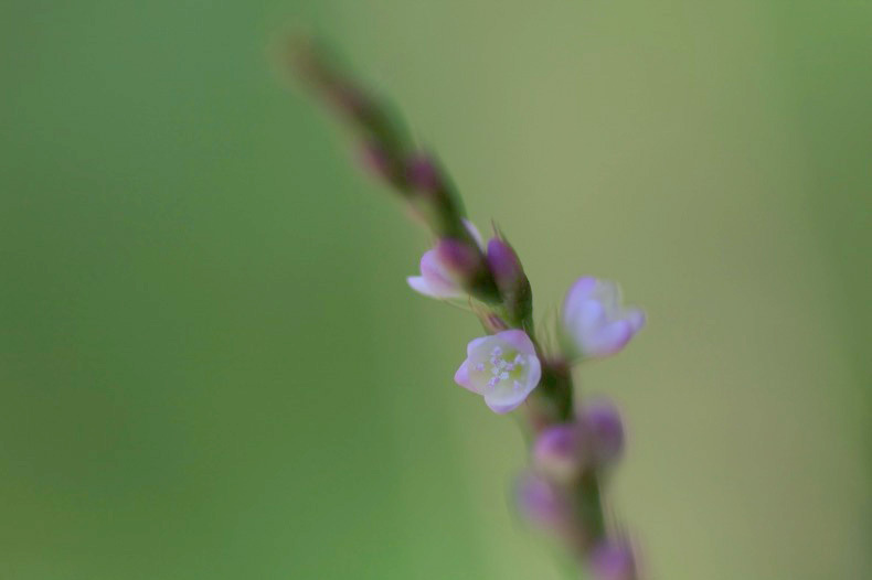 　　　野に咲いて　　2