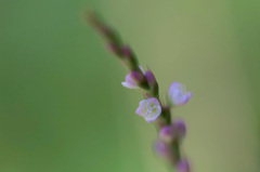 　　　野に咲いて　　2