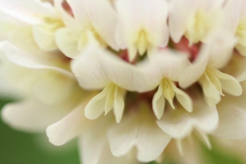 花のワルツ　13　