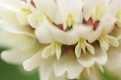 花のワルツ　13　
