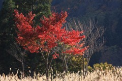 　　　秋輝く　　1