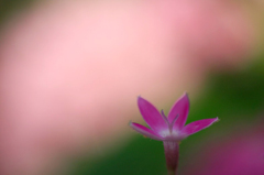　　　花写　18