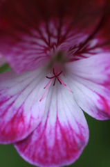 　　　花摘み　4