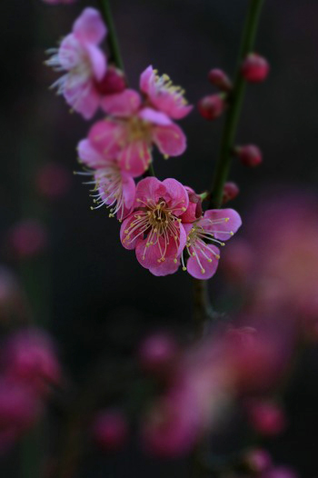 　　春麗