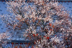 　　　満開桜