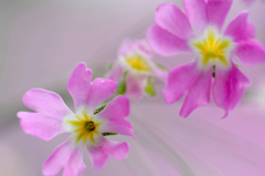 　　　華やかに