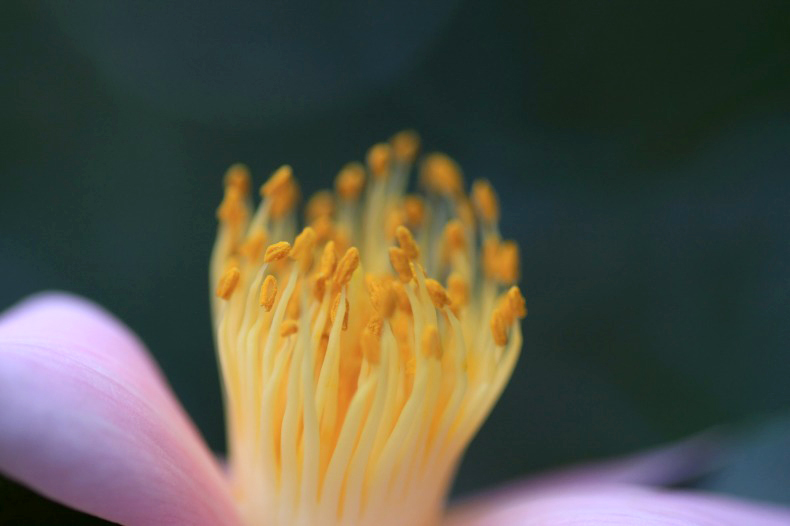 　　　花芯の想い　　3