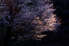 　　　朝日に輝く