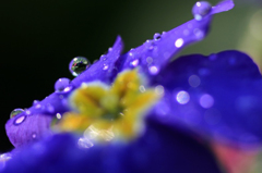 　　花雫　3 