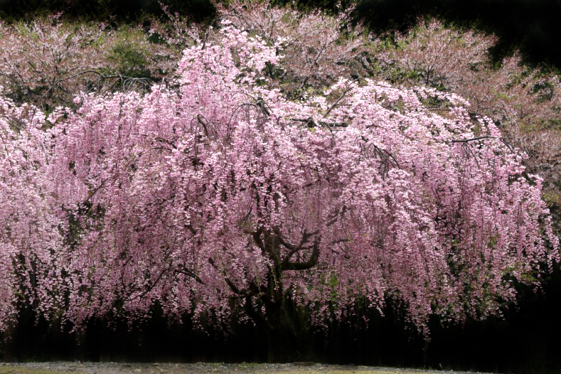 　　さくら 桜 櫻　(25