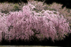 　　さくら 桜 櫻　(25
