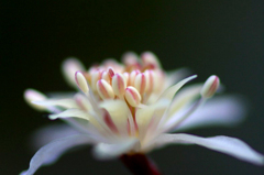 春を呼ぶ花　(1