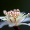 春を呼ぶ花　(1