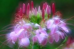 花のワルツ　16