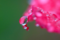 　　　花雫　　1