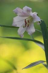 　　　花写　9