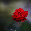　　　一輪の薔薇　1