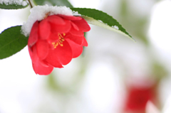 　　雪サザンカ　7