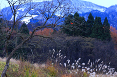 　　残り柿ひとつ