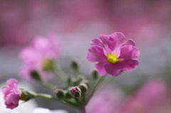 花写　(79　　プリムラ