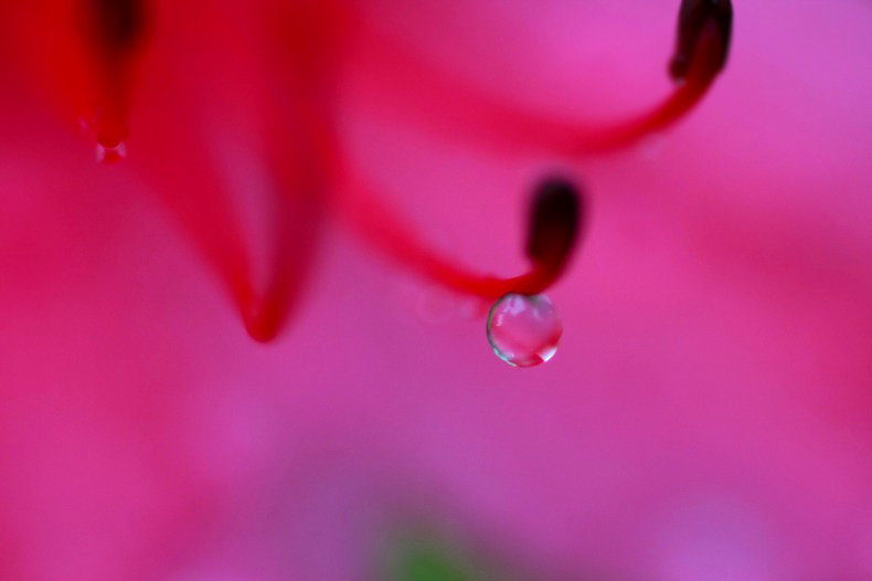 　　　花しずく