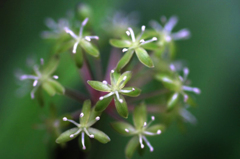 　　　花野辺　　11