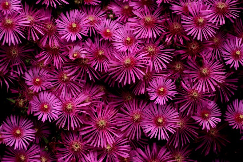 　　　花模様　1